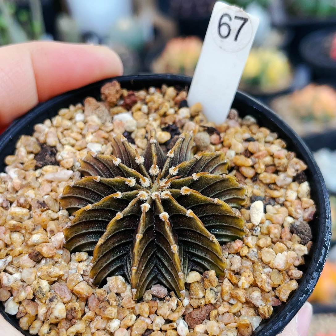 13楞非偏远地区满25包邮仙人球