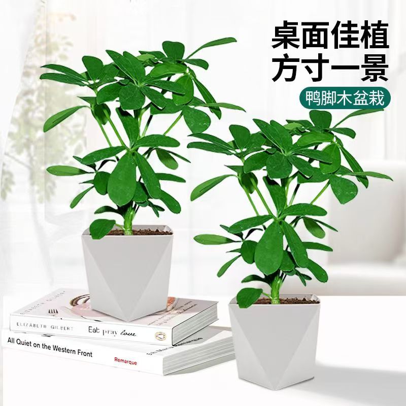 【买一送一】鸭脚木盆栽绿植四季常青好养活阳台书房