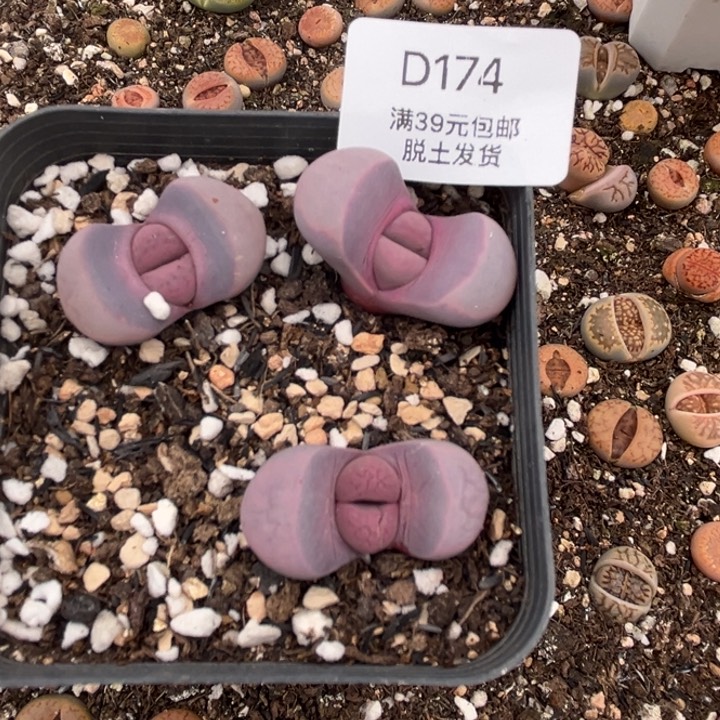 174多肉哈哈哈哈哈哈