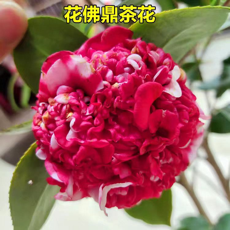 【花佛顶稀有品种】山茶花树苗盆栽耐寒耐热地栽盆栽花卉绿植好养活