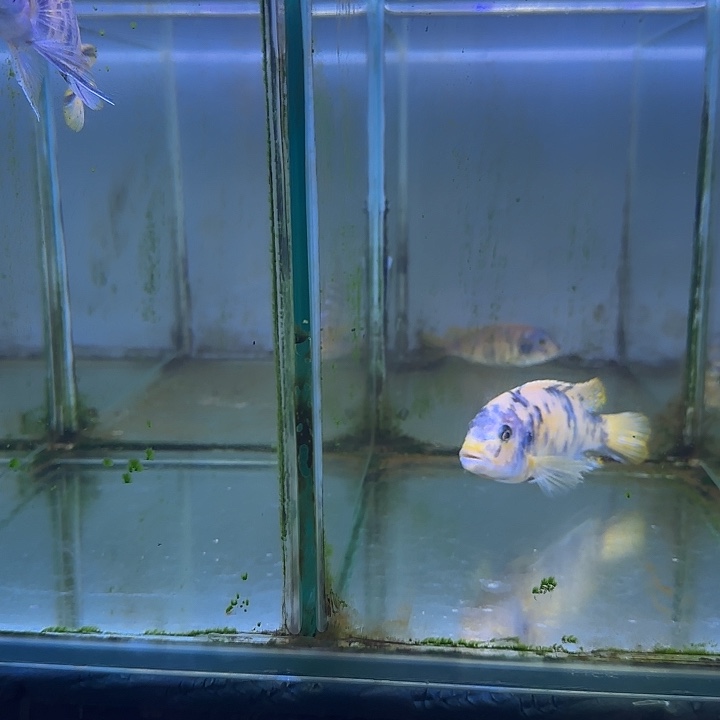 努***钱海水鱼79➕81➕82号1111