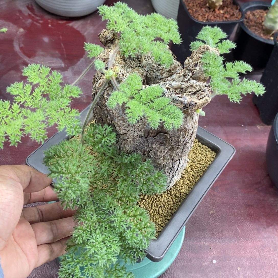 产地枯木杨奎多肉植物