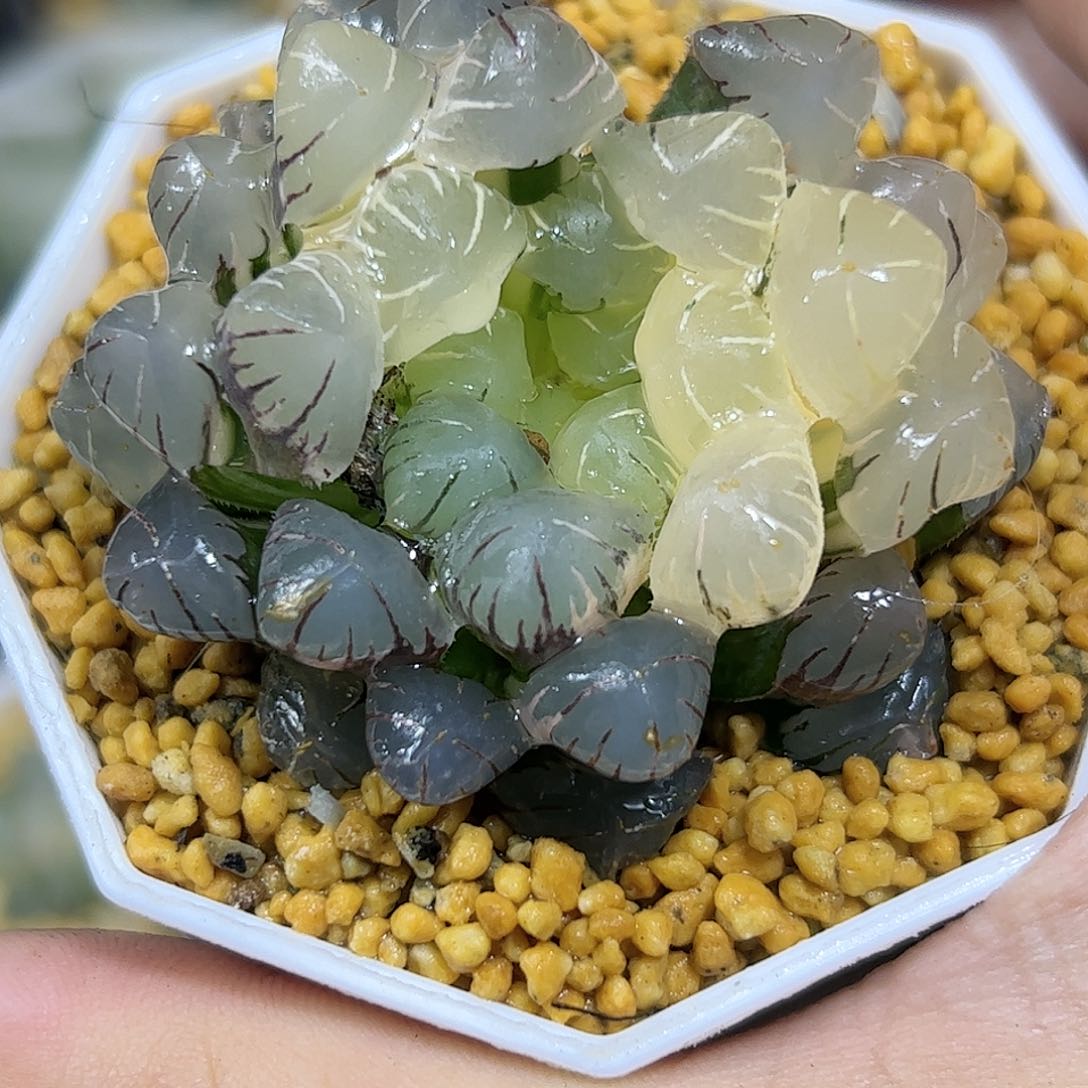 潘灯锦十二卷多肉