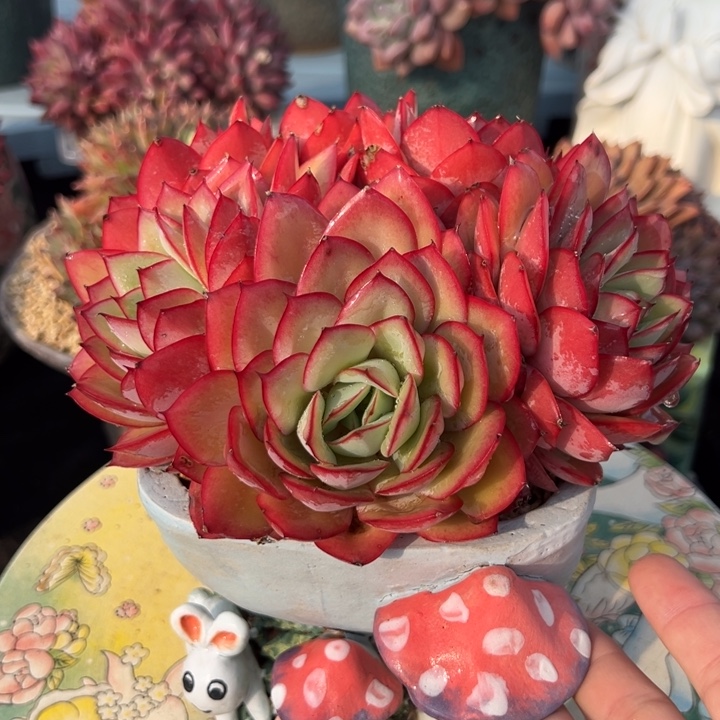 牡丹亭15公分 不带盆