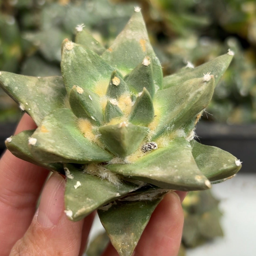 165 仙人球的比赛将于