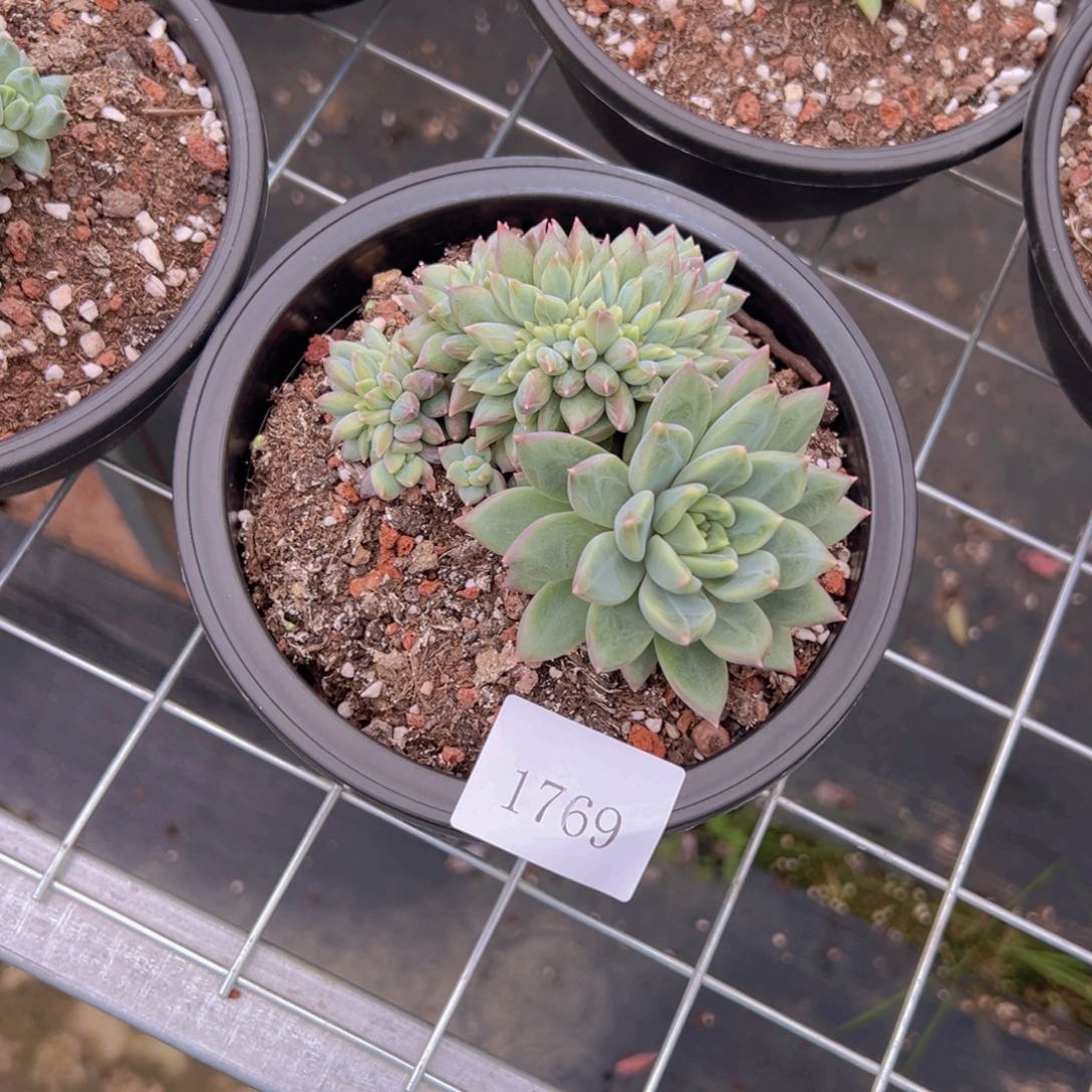 岁**好1769肉肉肉肉