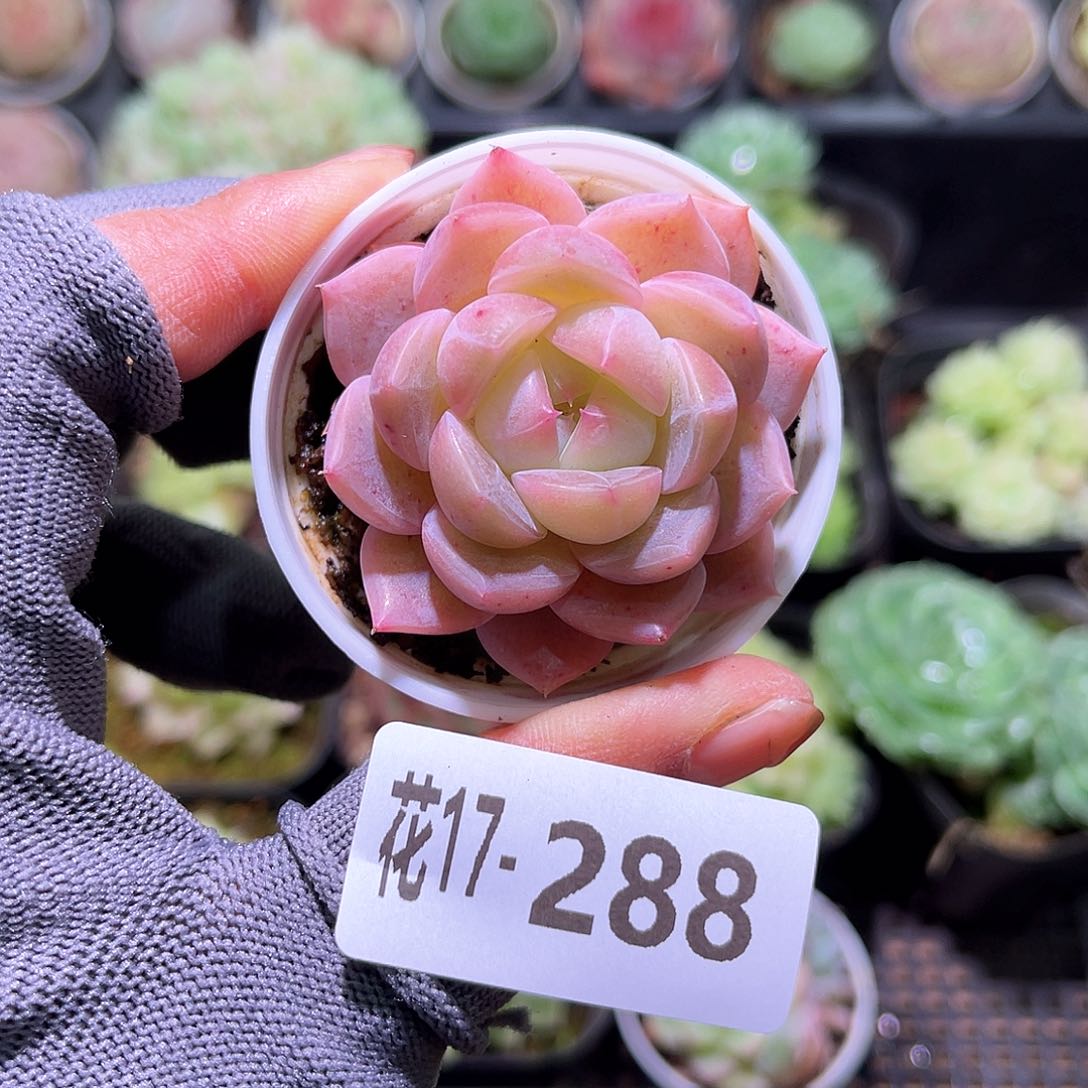 花17-288新品单头