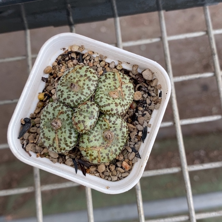 墨锥 伯克利的故事