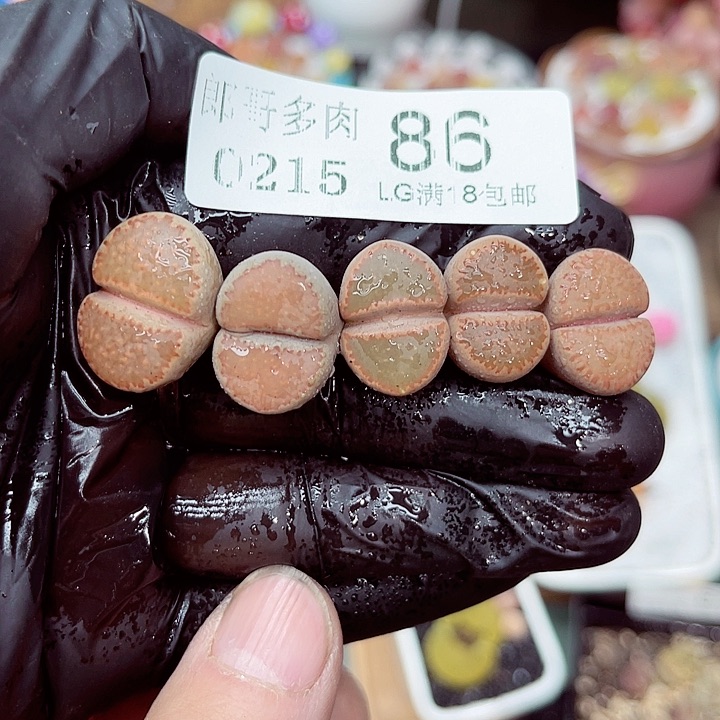 郎哥多肉生石花15-86