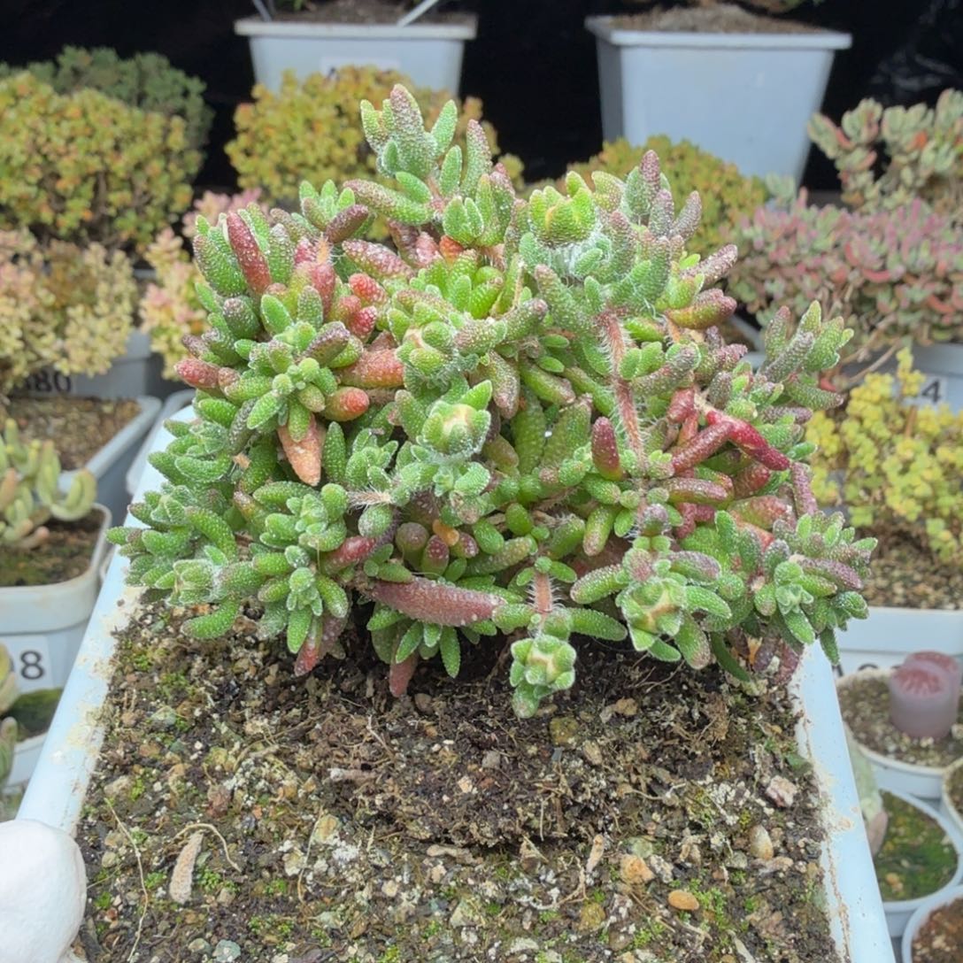 A865狐尾整点半价福利