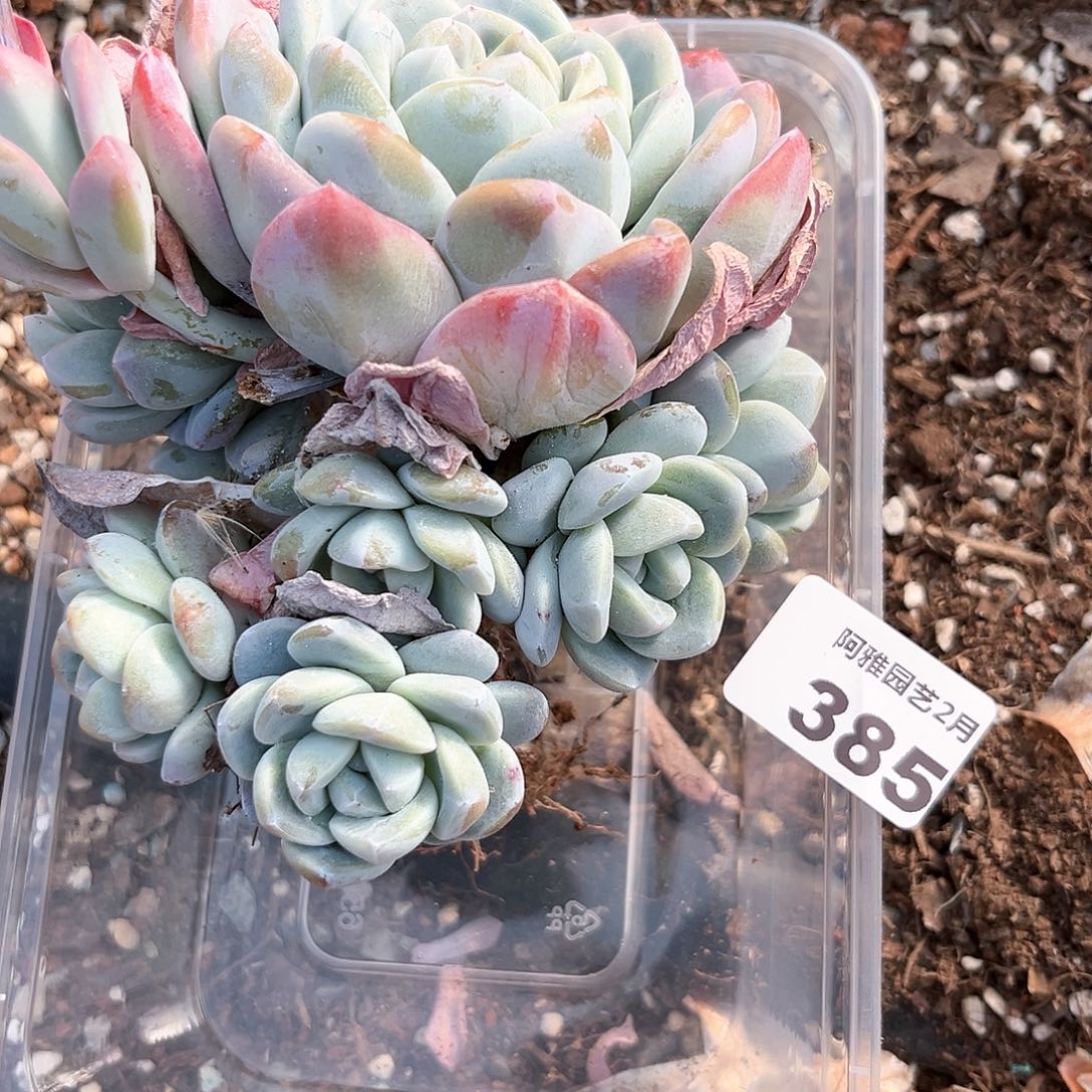 阿雅园艺。             385