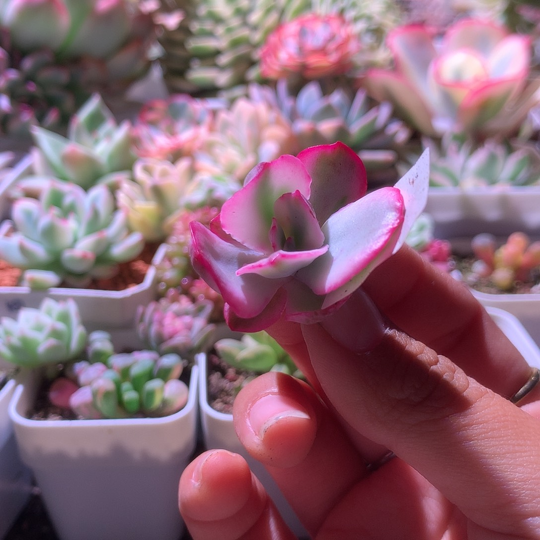 狂野男爵覆轮锦砍头有根