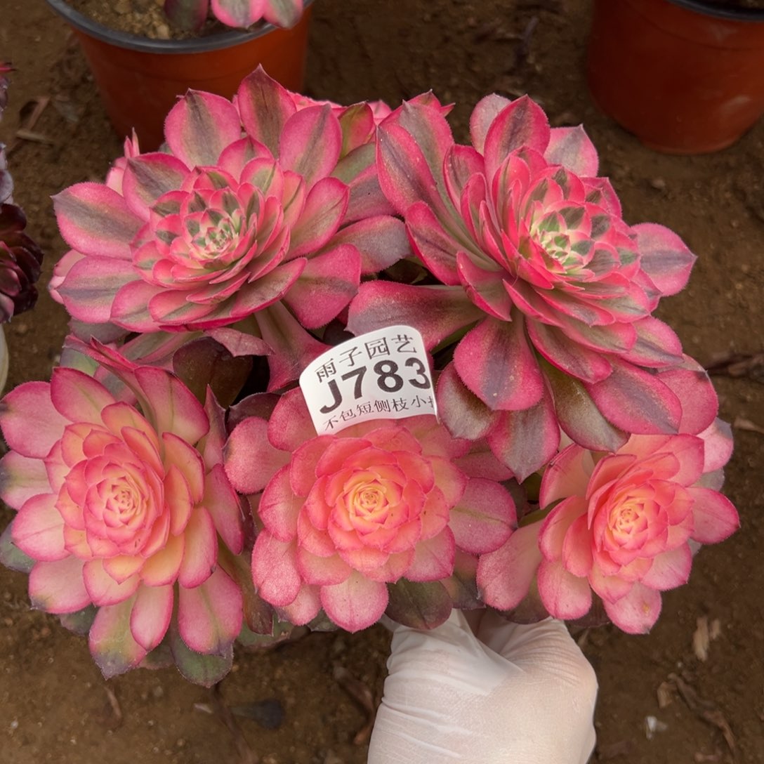 783荔枝尺寸20左右