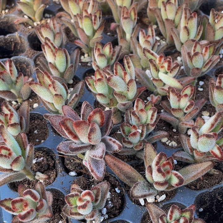 小灰兔1元带土发货