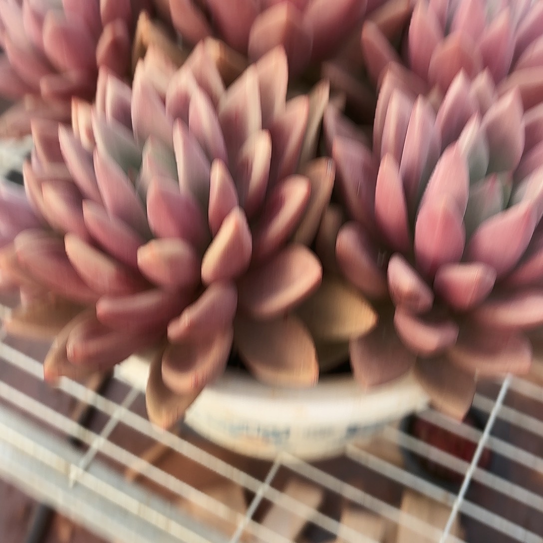 半***心桃花源多肉发货