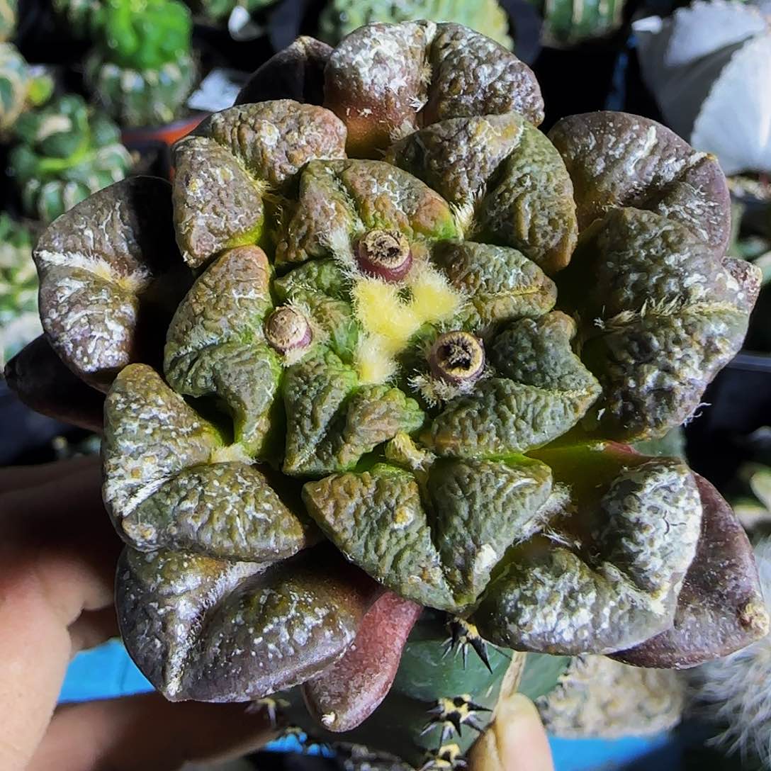 大尤黑牡丹锦316