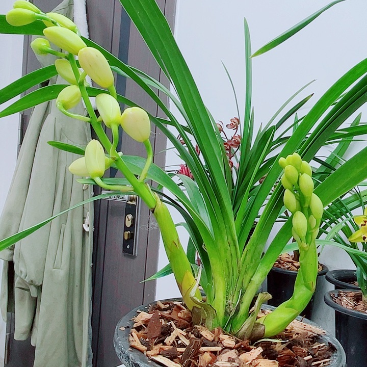 秋榜白素荷太白映月三苗带花