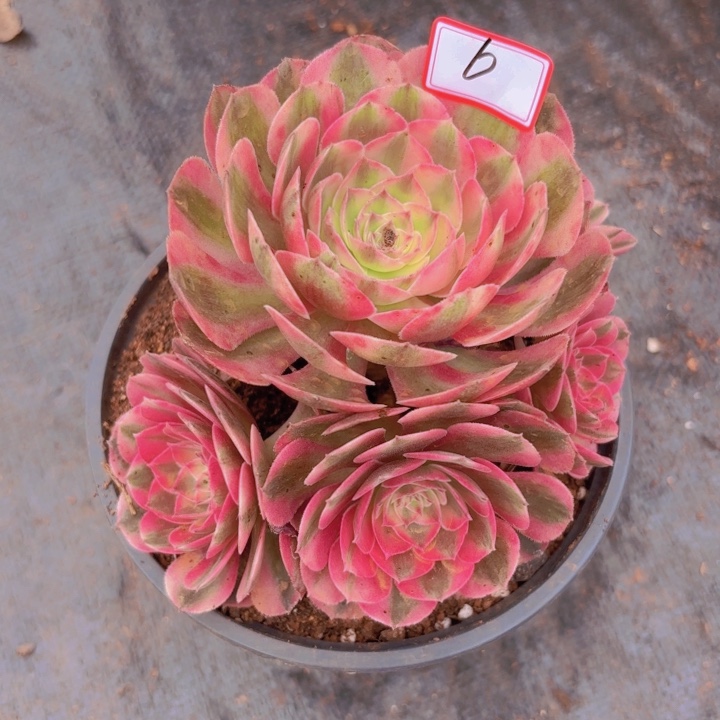 全部花朵006倾城待根带根