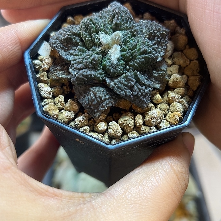 47号自根紫姬哥斯拉4.9公分