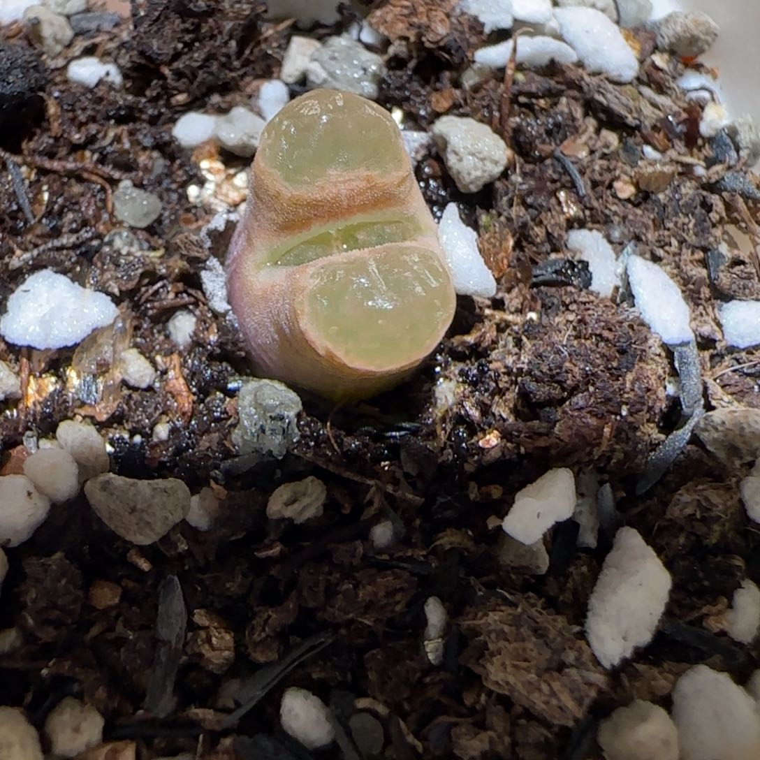 肉锥多肉植物百科-磁铁47