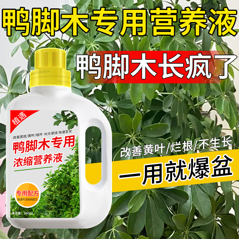 【鸭脚木专用营养液】室内绿植花卉家用鸭脚木专用肥料防黄叶液体肥