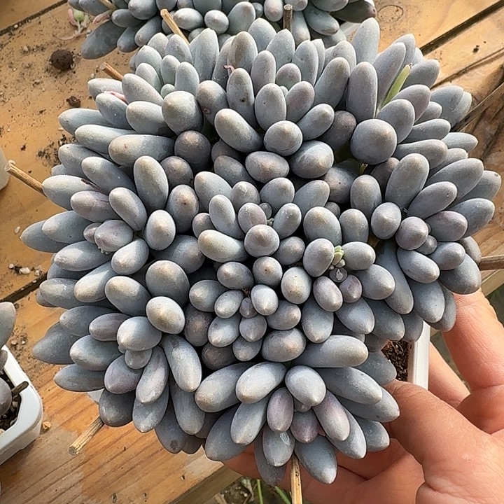 小叶汤圆多肉植物保护，