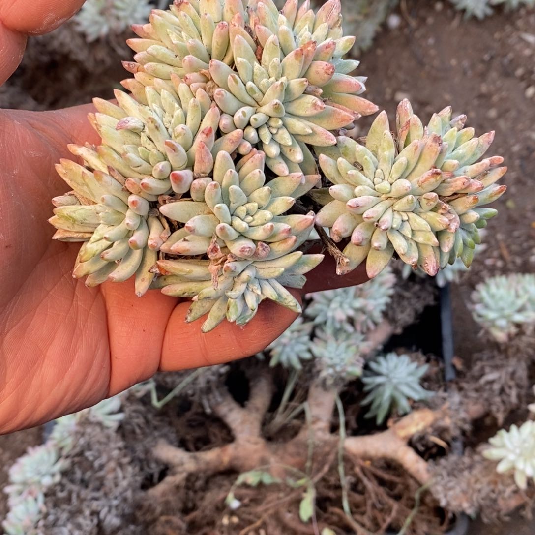 3108瑕疵不包售后哈哈哈哈哈哈