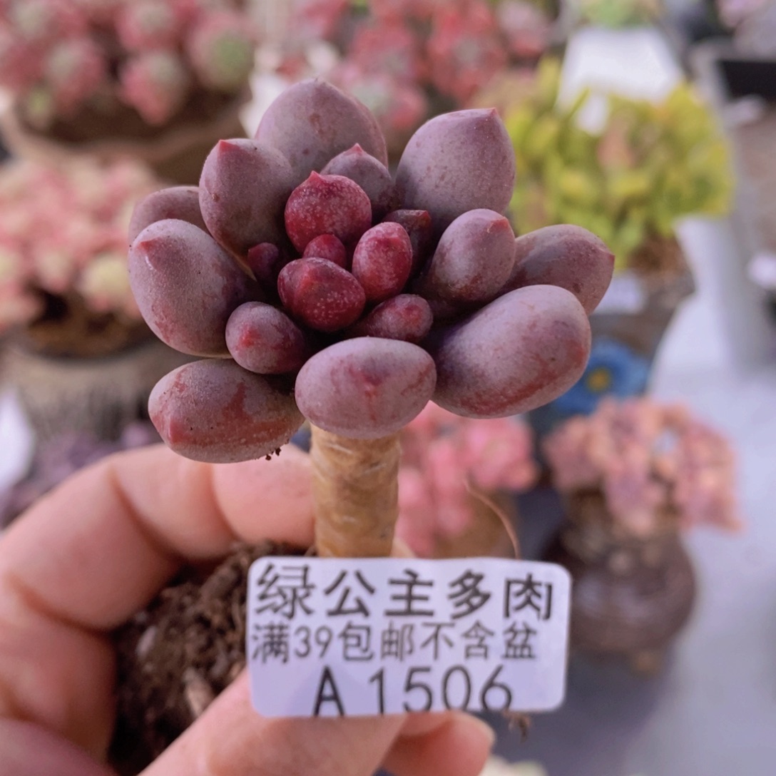 仙子奶单头1506多肉植物