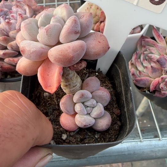 130白鹭一物一拍多肉