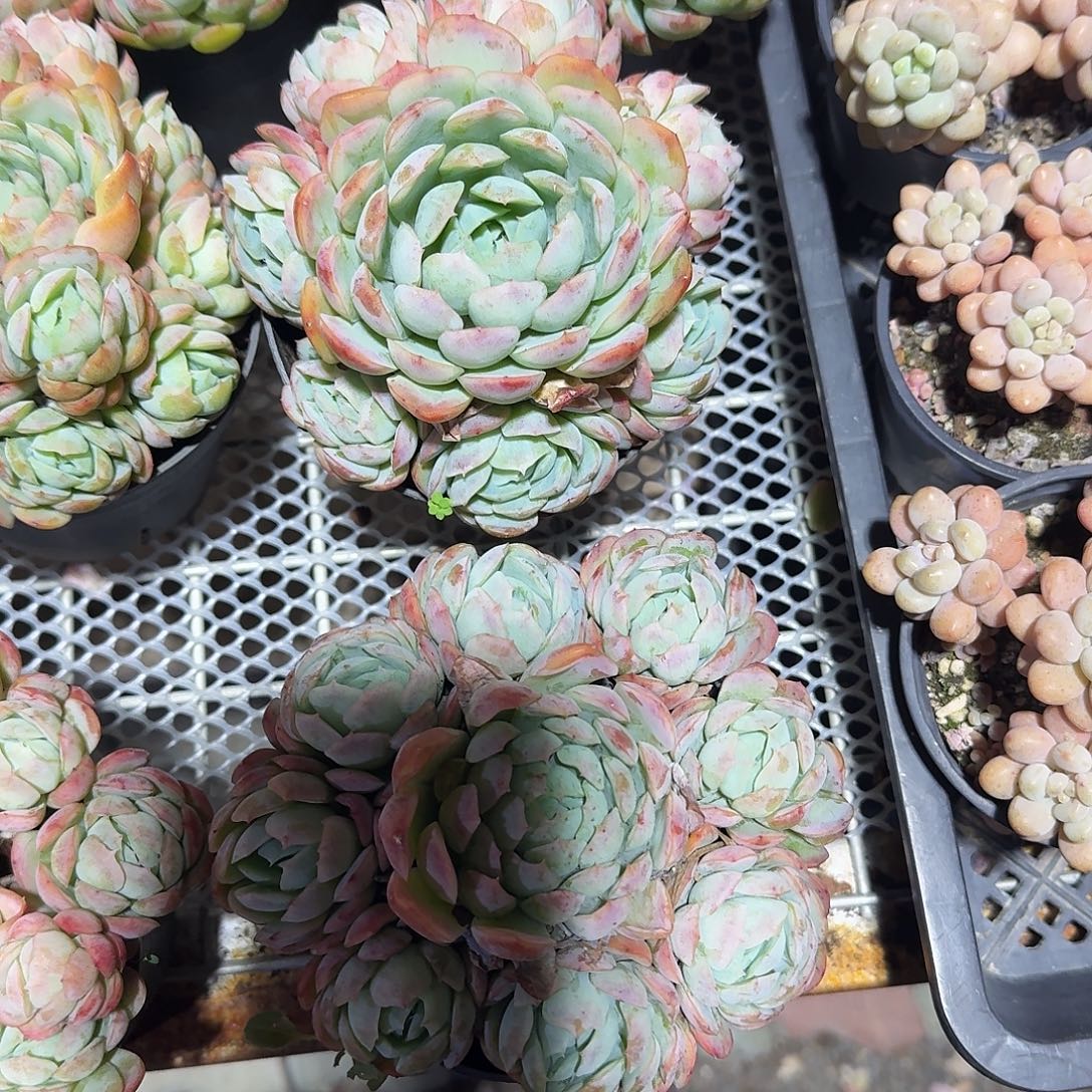 手捧花贝瑞多肉植物