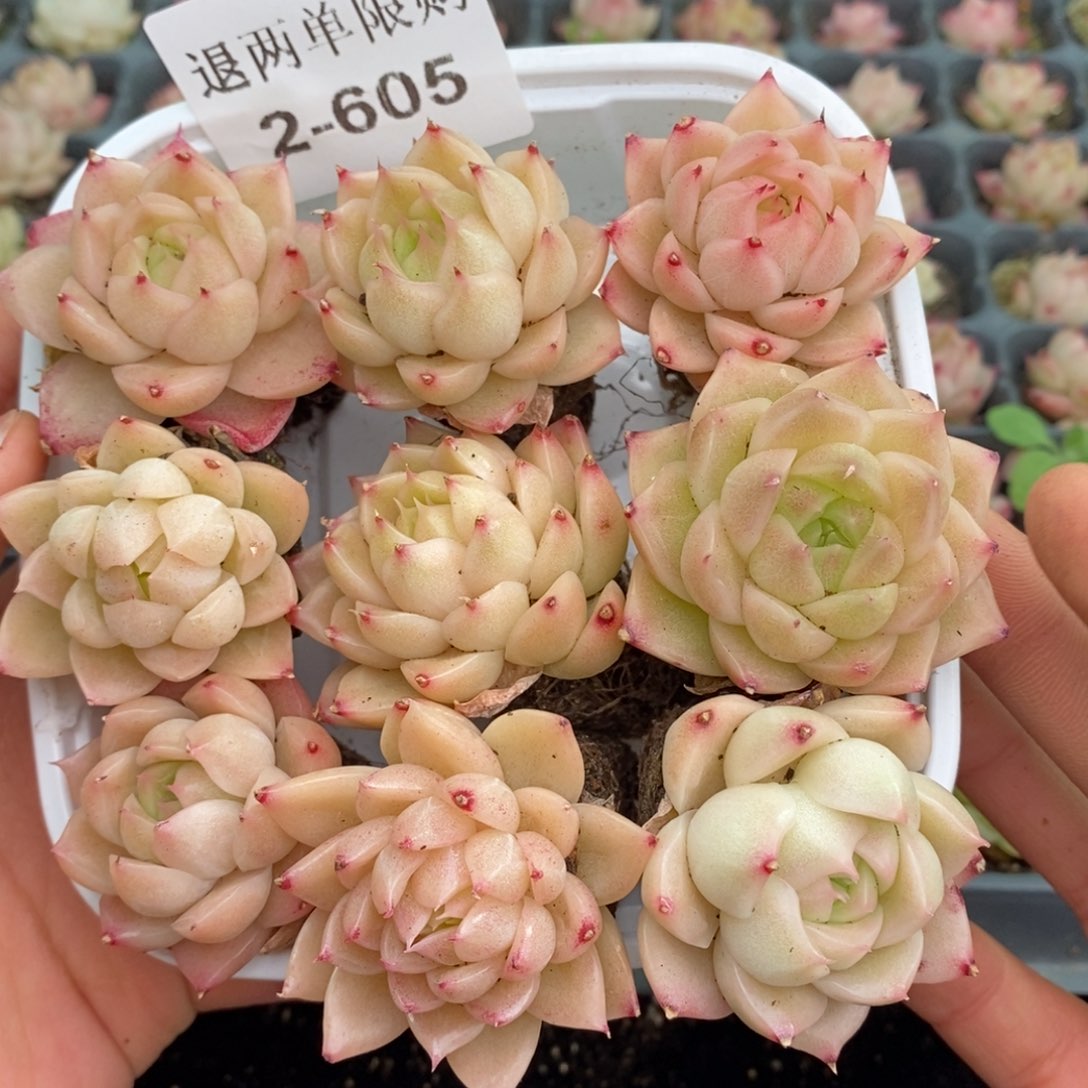 2-605 新疆西藏内蒙不发其他12.8包邮两到三公分多肉