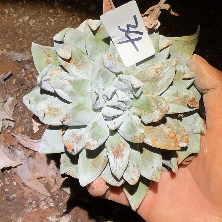 3代杂交仙女杯多肉福利瑕疵