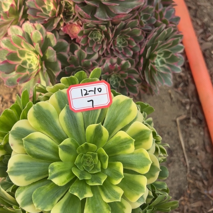 两颗多肉法师不包损7