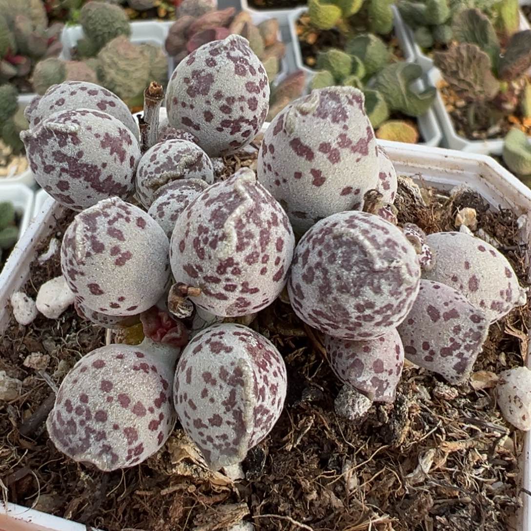 达摩海豹多头纯木质桩多肉植物