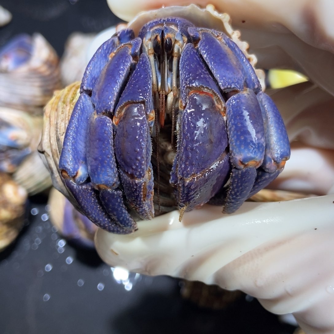 3.6口径通体紫色紫陆 不退不换