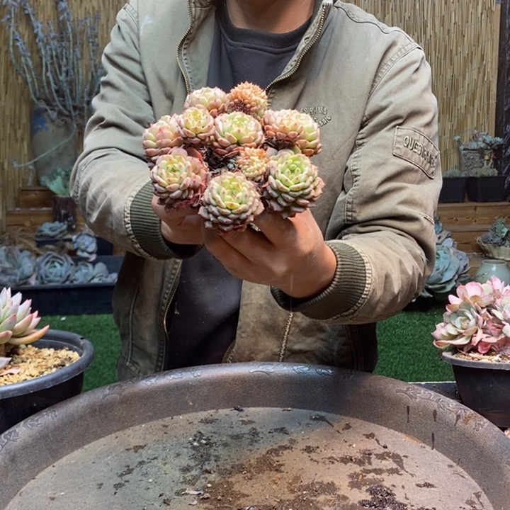 骄***豆219号白胖子多肉植物