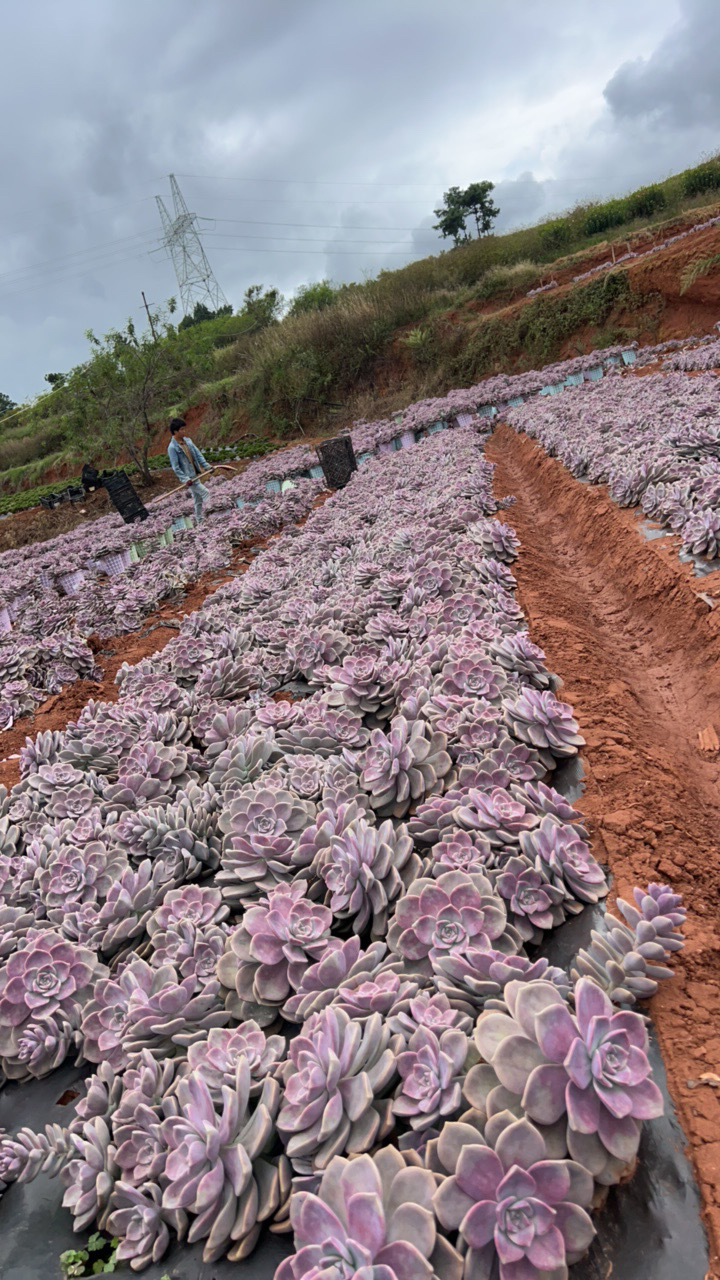 地载紫乐新手好养