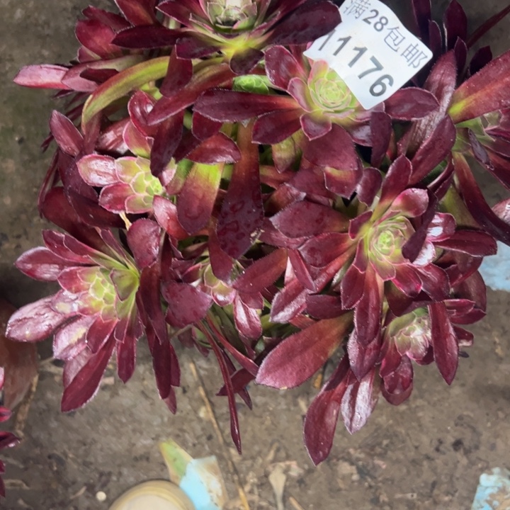 11176安娜多肉植物