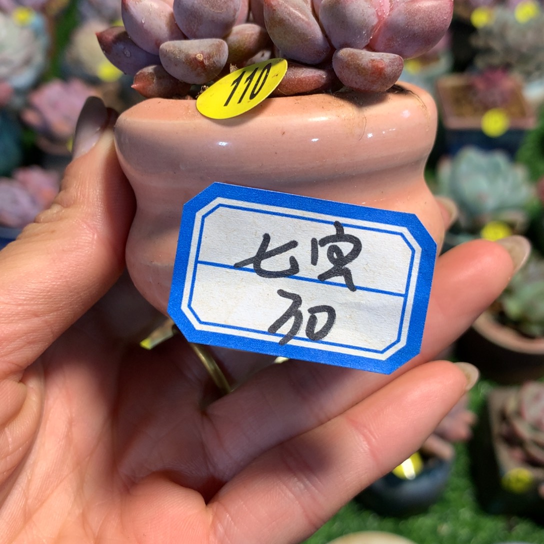 甜***贝七宝     盆               