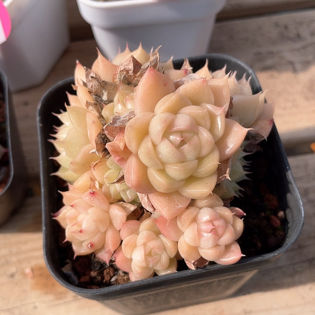 优选麦秆福利9193