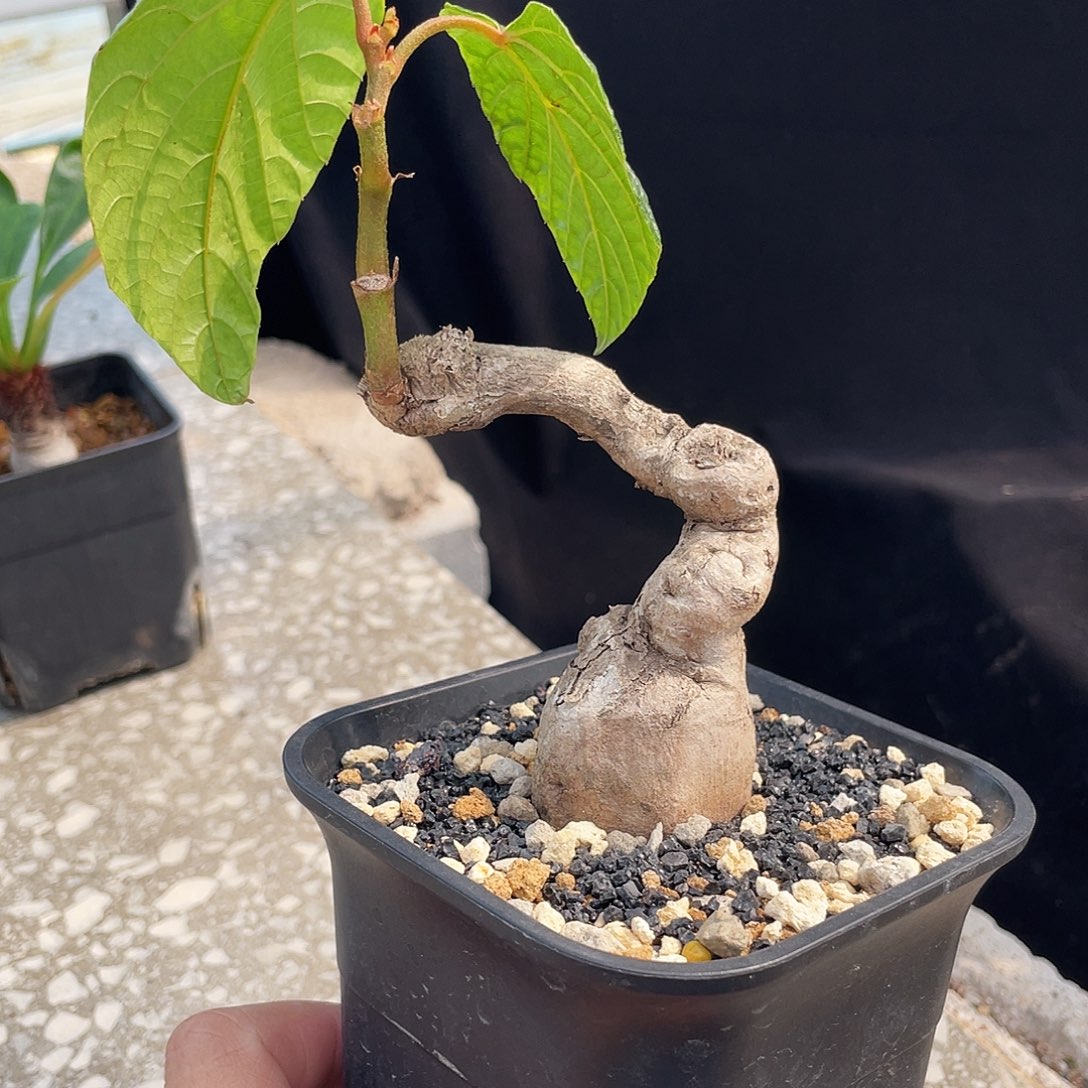 树葡萄 泰系6666666666666666