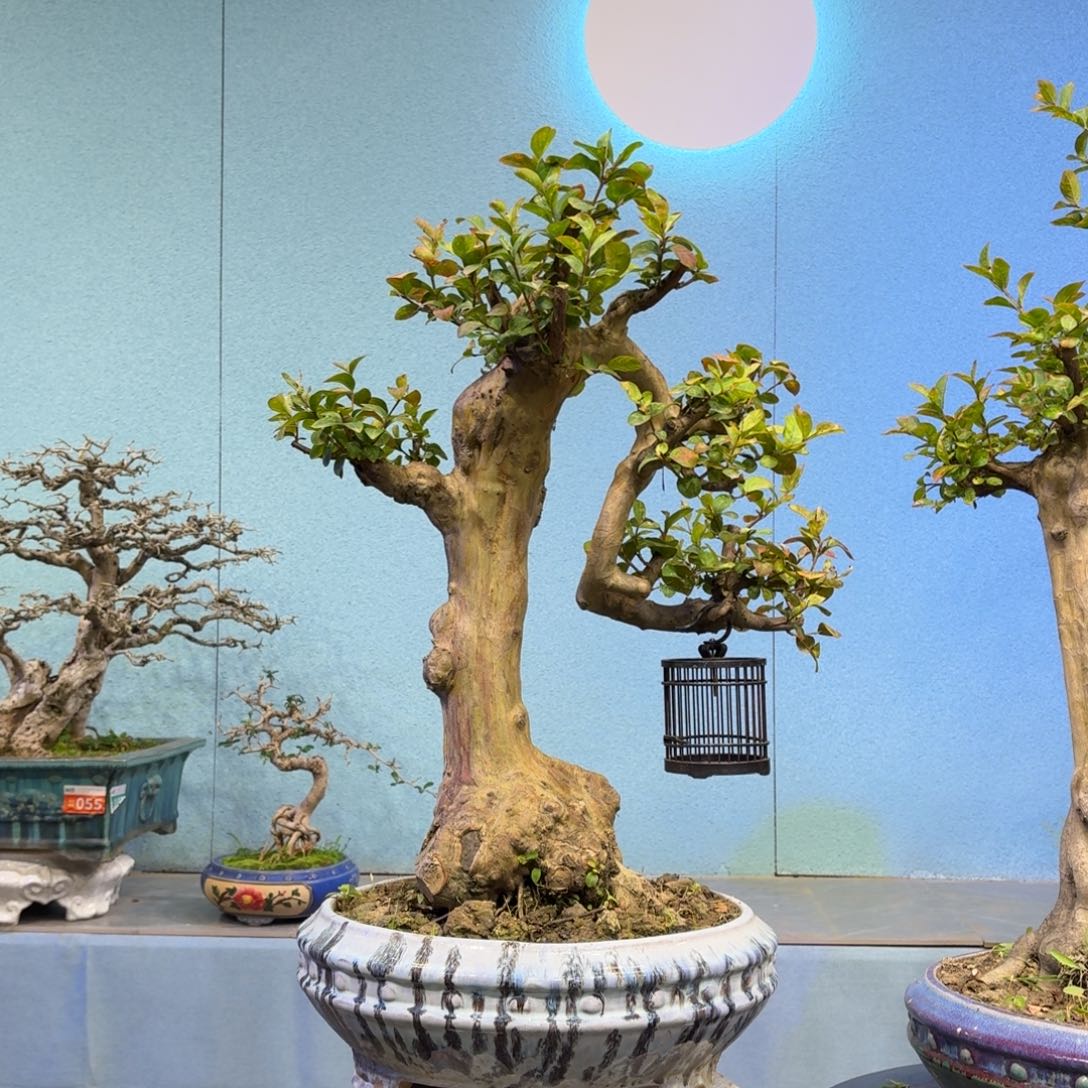 喜***力无花朵1111111111111