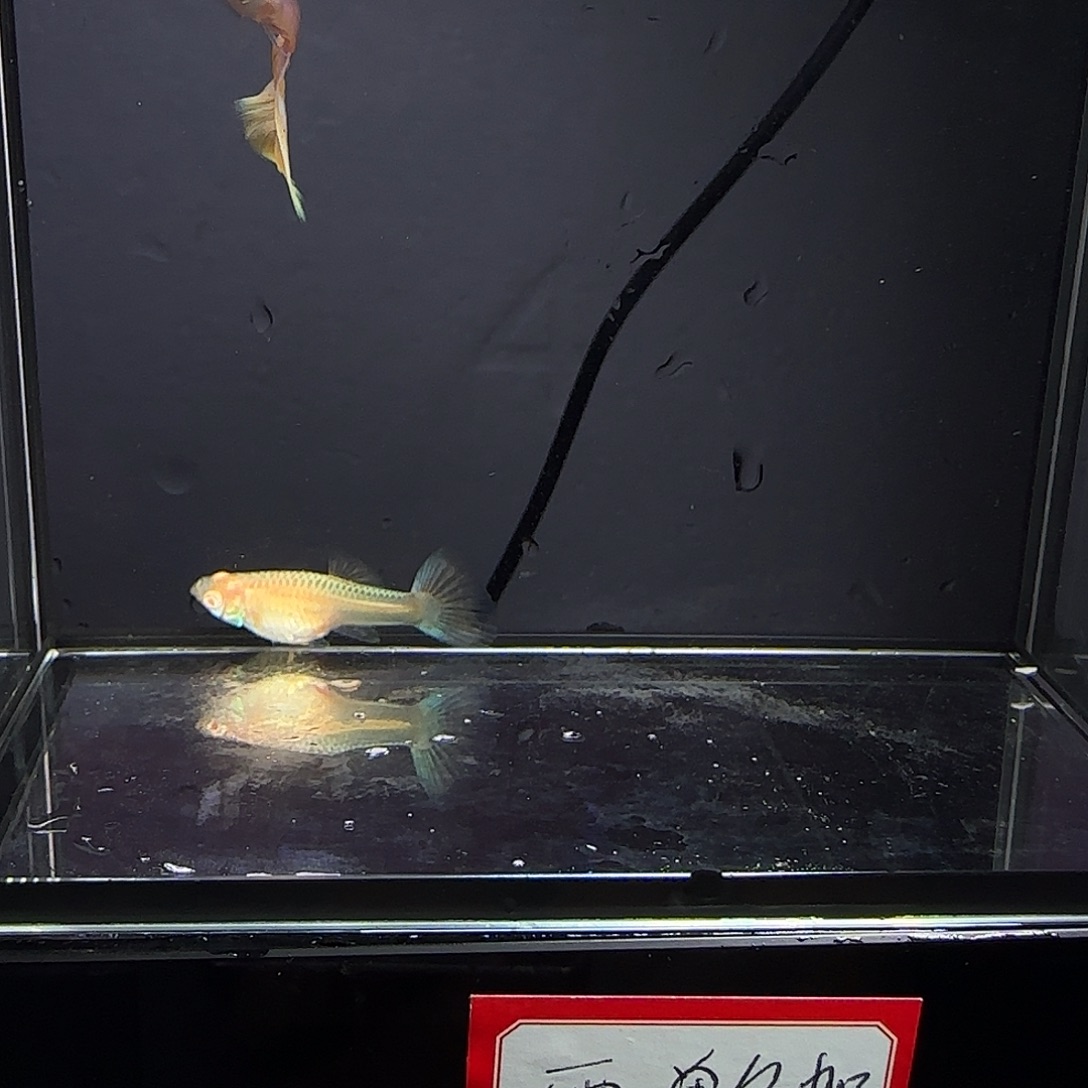 孔雀鱼极光幻彩一对