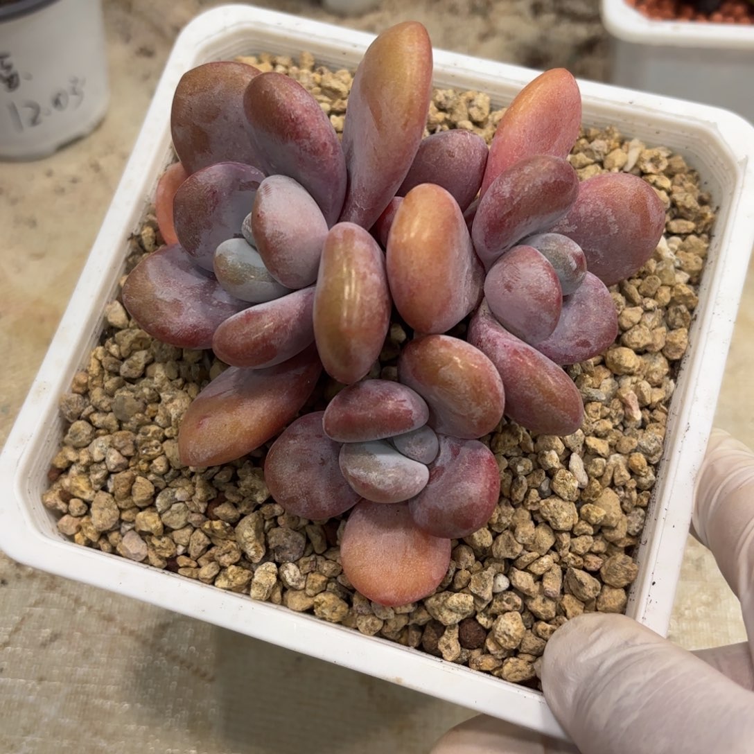 1205多肉植物拉拉奶老桩特价