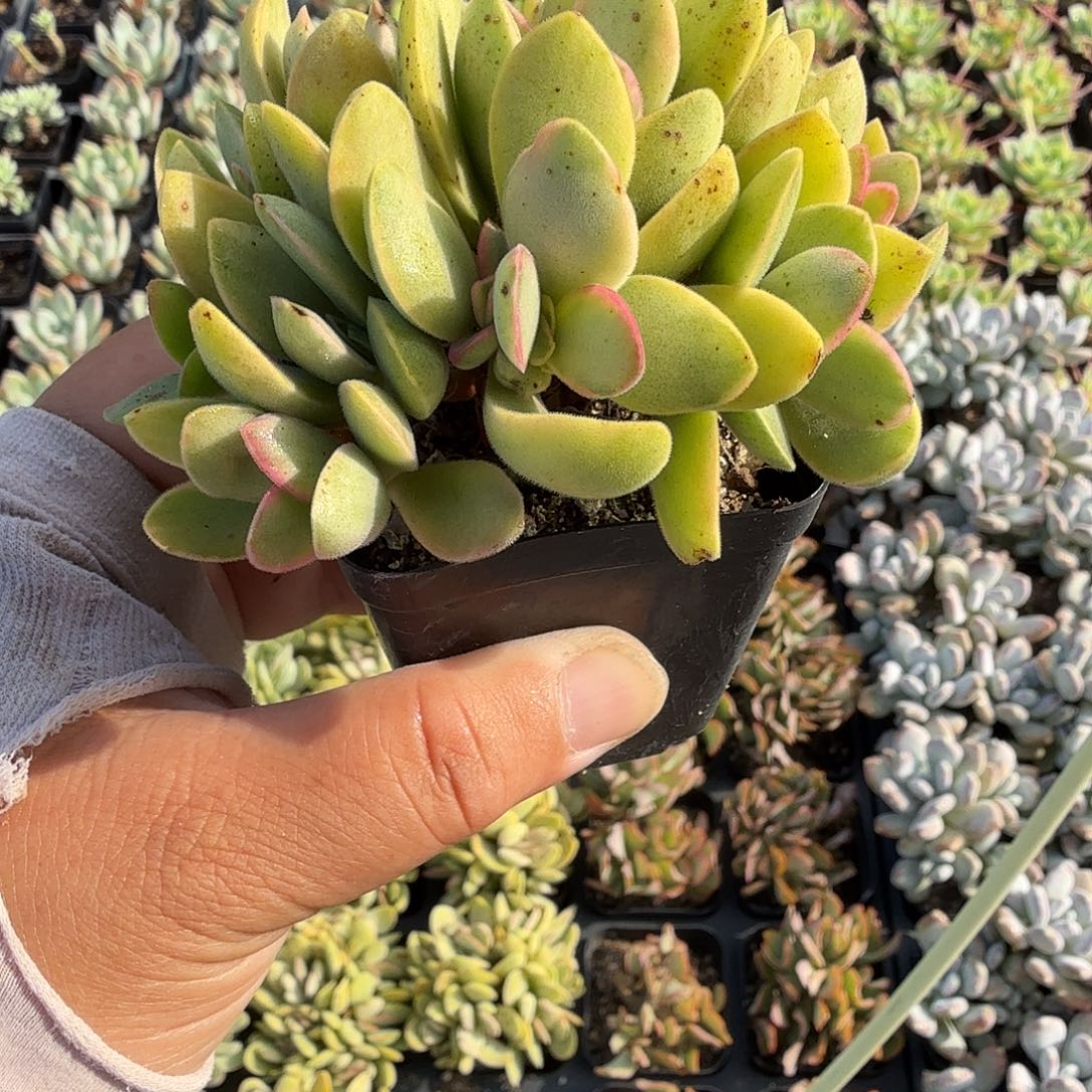 随机发八公分朝霞锦满20包邮