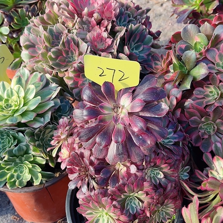 272一颗红同白法师