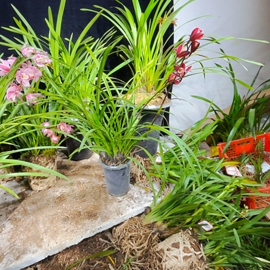 无花朵细叶红花虎头咯