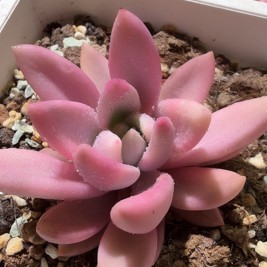 桃花源锦，多肉植物