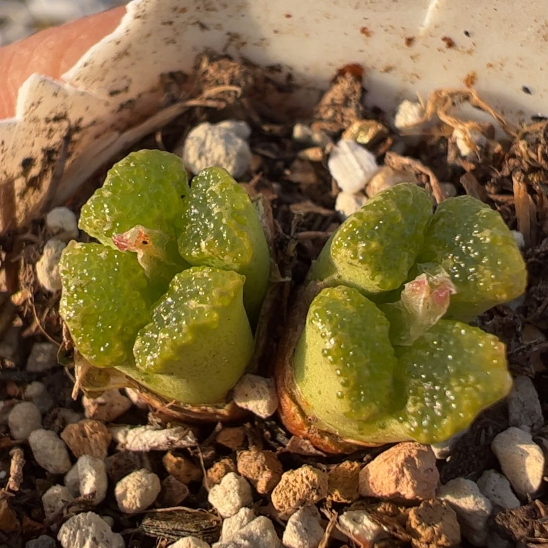 全窗泡泡蝴蝶勋章多肉