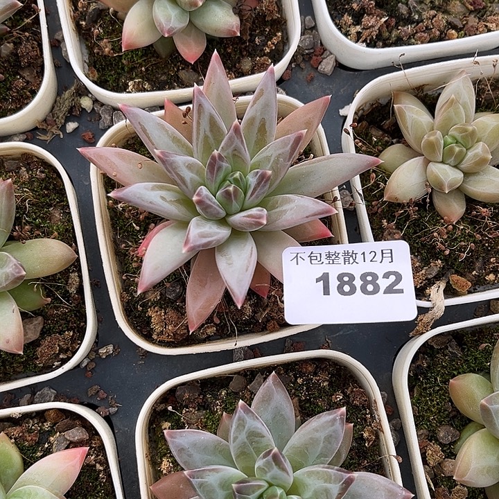 阿雅园艺。      1882